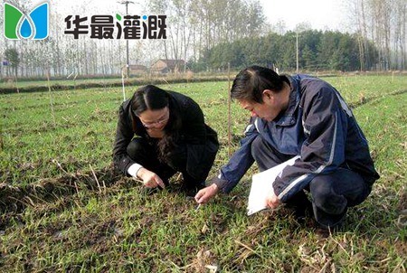 滴灌小麦需肥规律