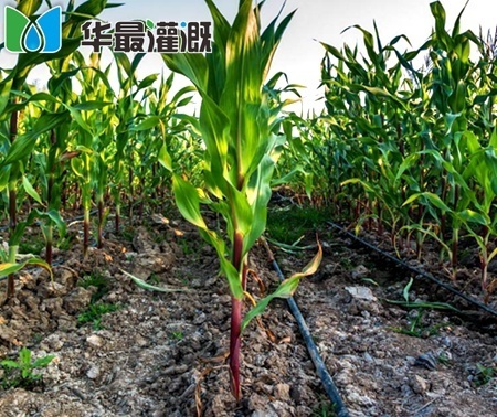 玉米滴灌
