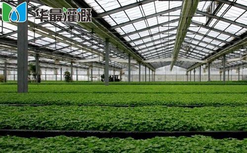温室大棚蔬菜灌溉注意事项