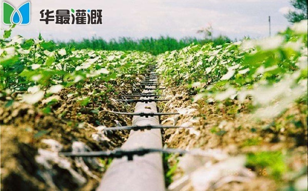 滴灌技术