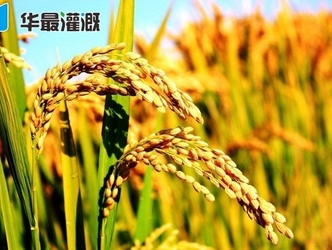 农业农村部：我国水稻育种将从高产走向高质