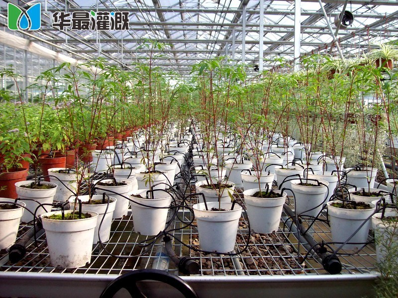 大棚花卉滴箭滴灌