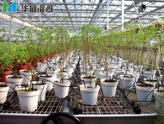 大棚花卉滴箭滴灌