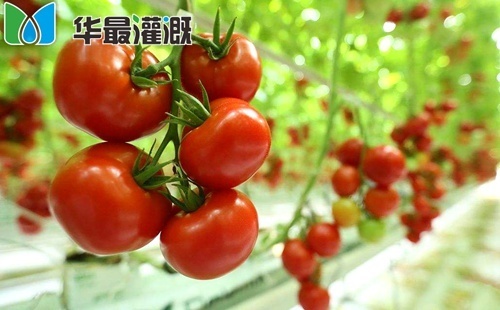 滴灌番茄施肥方案