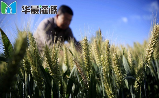 小麦养分需求规律