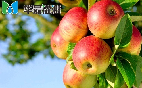 滴灌苹果施肥方案