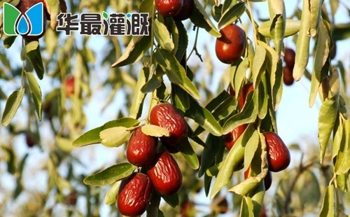 滴灌大枣管网布设