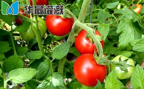 滴灌番茄肥料需求规律