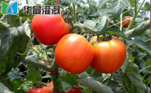 滴灌番茄管网布设