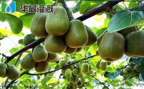 滴灌猕猴桃灌溉方案