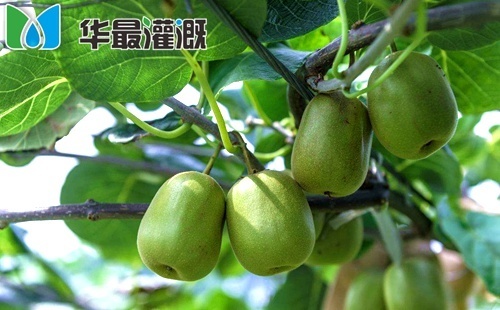 滴灌猕猴桃施肥方案