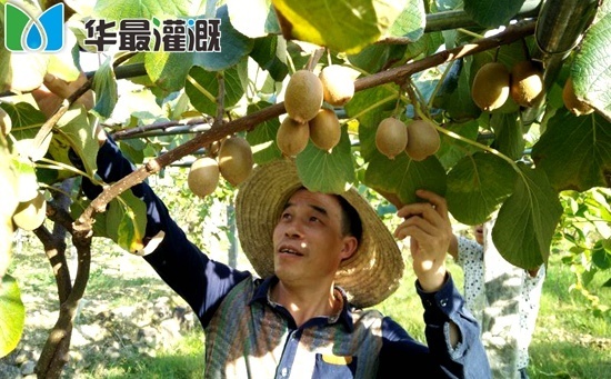 猕猴桃灌溉施肥注意事项
