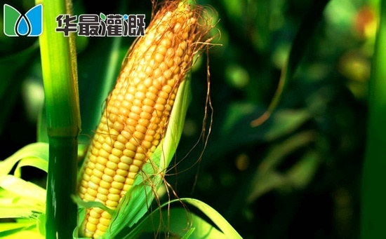 滴灌玉米种植模式