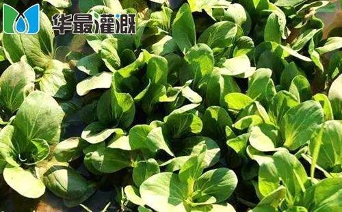滴灌油菜需水规律和灌溉方案