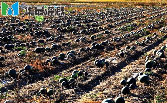 打瓜需水规律及灌溉方案