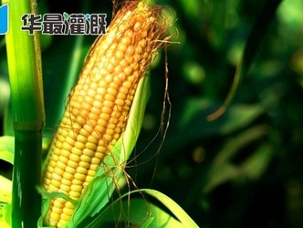 滴灌玉米的两种种植模式