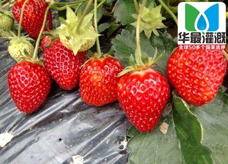草莓滴灌