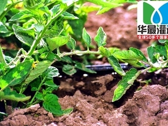 为什么滴灌灌溉比传统灌溉能节省用水