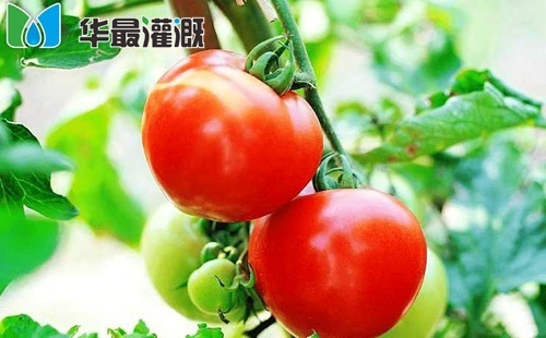 滴灌番茄灌溉方案需水规律