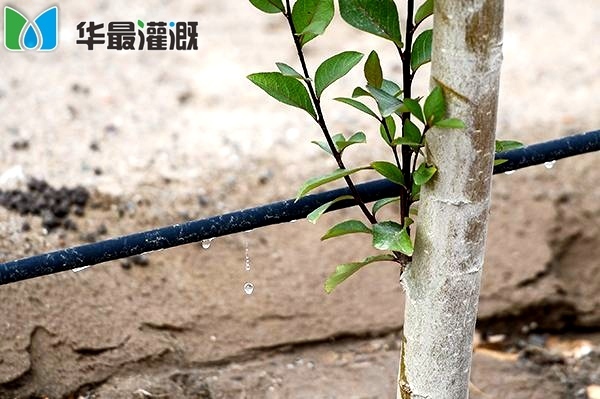 滴灌应用