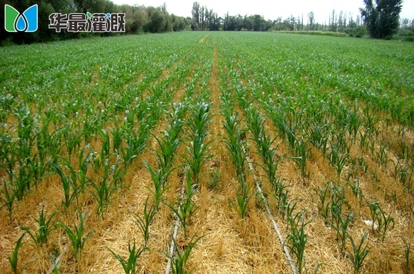 滴灌工程施工