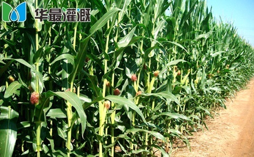 玉米滴灌水肥方案
