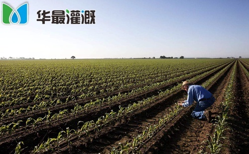 玉米滴灌整体技术方案