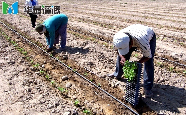 滴灌