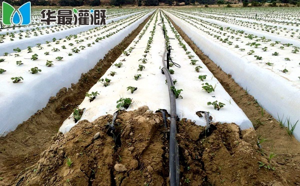 滴灌系统成本组成