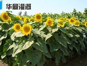滴灌向日葵的需肥规律