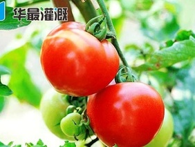 温室大棚滴灌番茄需水规律及灌溉方案