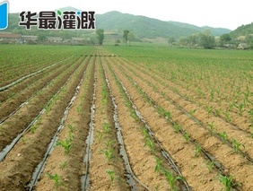 我国滴灌技术的主要技术模式