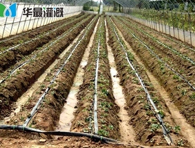 滴灌施肥具备明显的增产效应