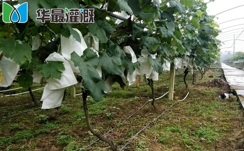 影响根系生长的因素