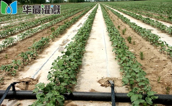 棉花滴灌