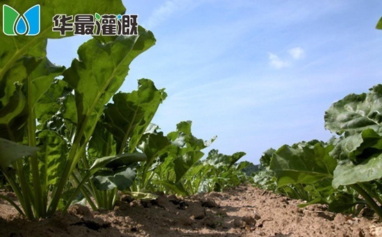 甜菜滴灌需水规律及灌溉方案