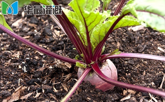 滴灌甜菜的施肥需肥规律