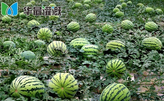 西瓜滴灌需水规律及灌溉方案