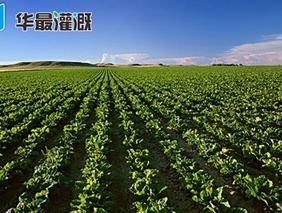滴灌甜菜管网的布设和滴灌带的选择