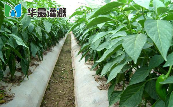 滴灌水溶肥具备哪些特性