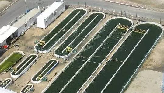藻类池塘产生中性药物