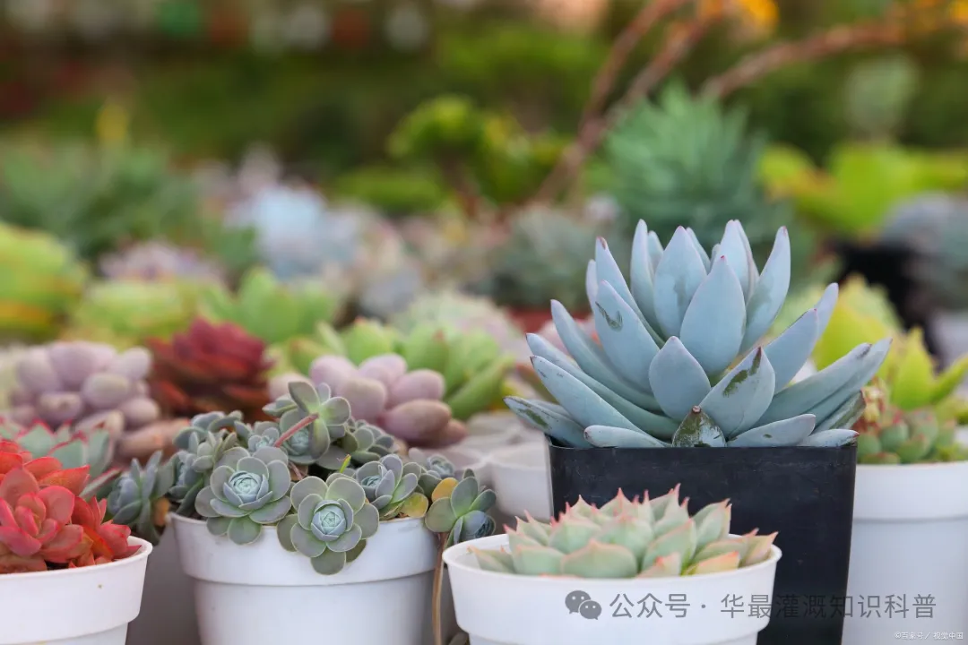 花卉类灌溉