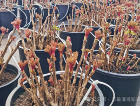 灌溉节水与经济效率解析